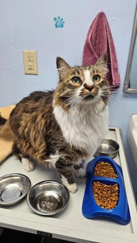 Looking for good homes