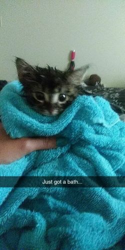 Need home for 3 month year old cat