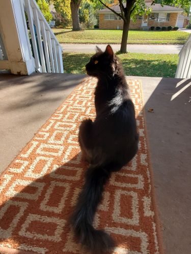 Cat needs loving home