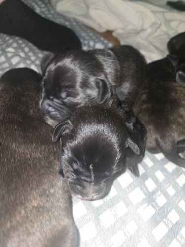 American Mastiff Puppies for sale in Edgeworth NSW 2285, Australia. price: $500