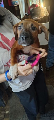 Puppies needing a loving home