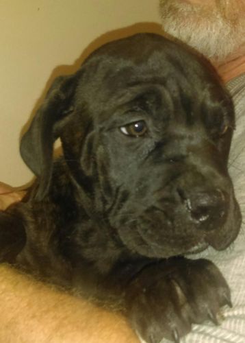 American Bandogge Mastiff puppies