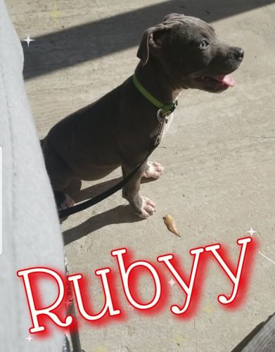 American Mastiff Puppies for sale in Great Falls, SC 29055, USA. price: NA