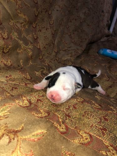 Eli / Razor edge pitbulls