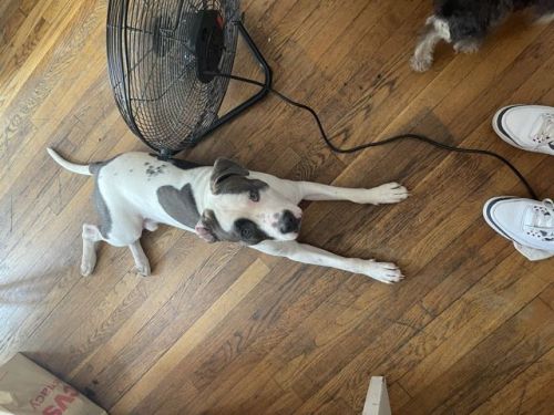 15 month old American pit Bull terrier