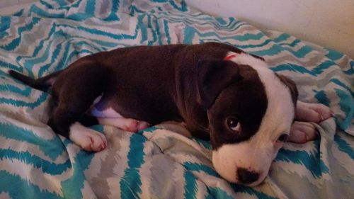 Female Pitbull 9 weeks