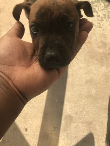 Good pups for sale first come first serve