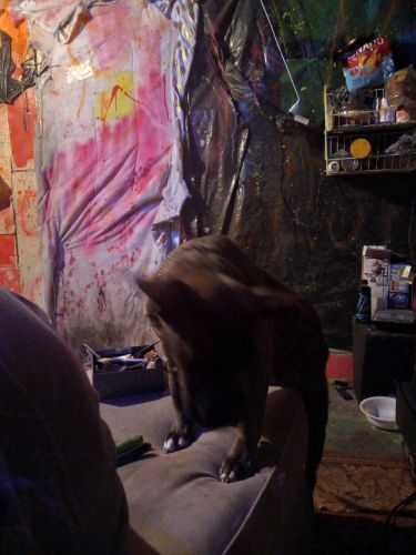 Brindle/blue Pitt puppy