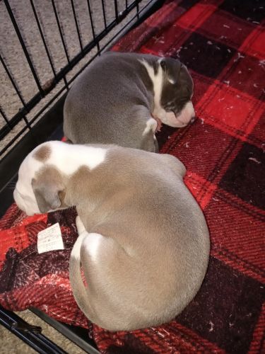 Baby pits for sale