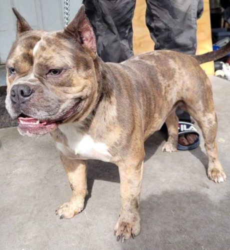 Gorgeous Bully Puppies