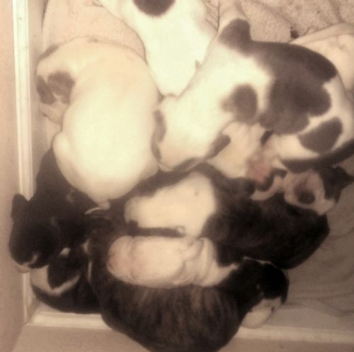 Pitt bull puppies