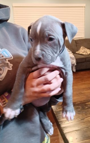 Blue pitbull