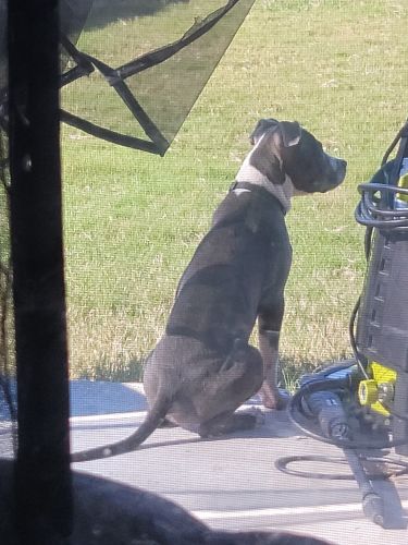 Neila 8mo old for sale