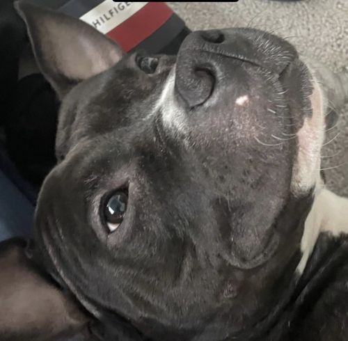 Young American Pit Bull Terrior