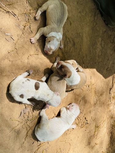 American Pitbull Terriers