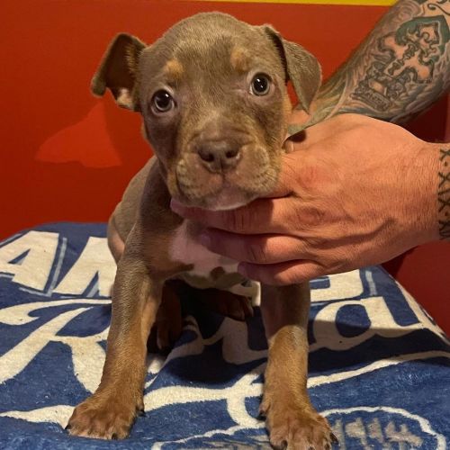 Adopt Ivy (UKC Pit Bull Terrier)