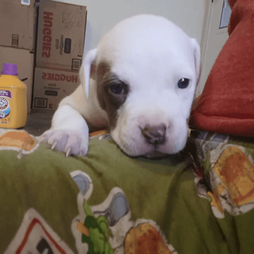 4 pitty pups for sale