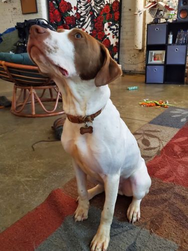 7mo Pitbull/Pointer puppy (male)