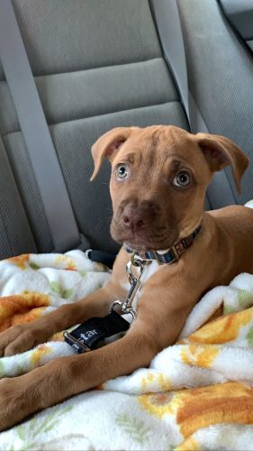Boa - 12 Week Female Purebred American Pit Bull Terrier
