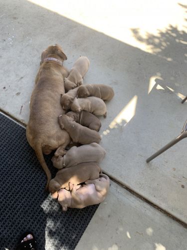 Red nose pitbull puppies
