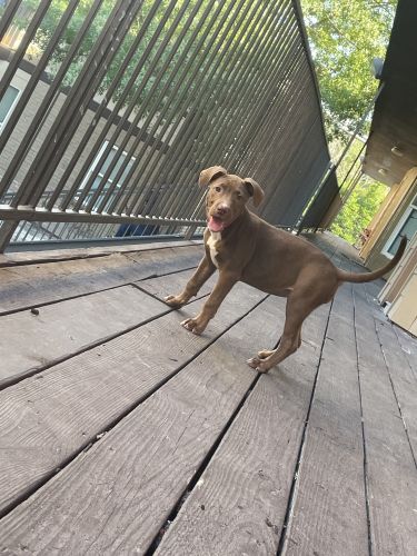 Help give coco a home