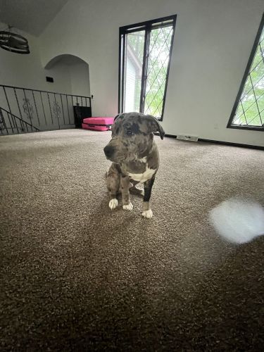 Loving pups need a home