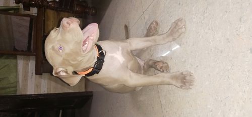 2.5 mont. Male half vaccination done