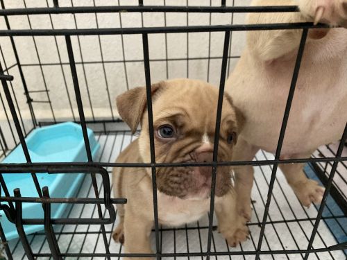 Belly pups ready for new home