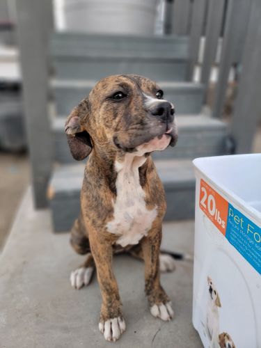 2 PITBULL SISTER PUPS