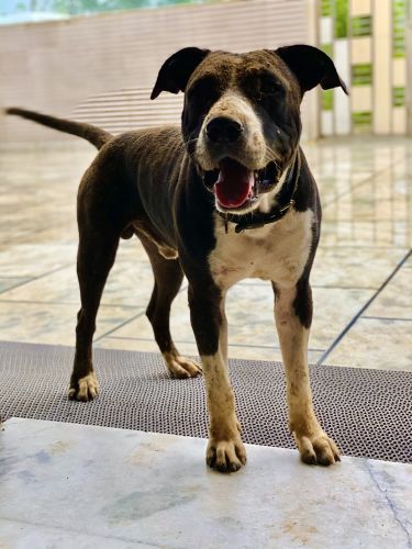 This dog name is devil he is of 3 years and he is friendly with family