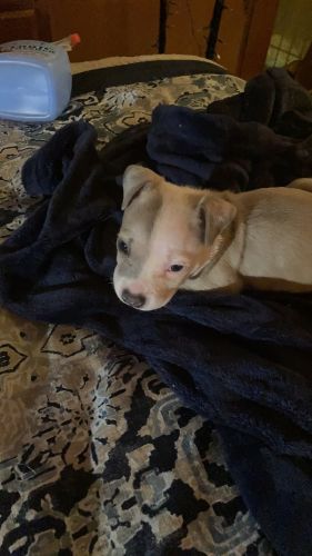 Female red nose purebreed