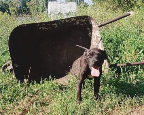 We have 2 male apbt pups available and ready to go to new home