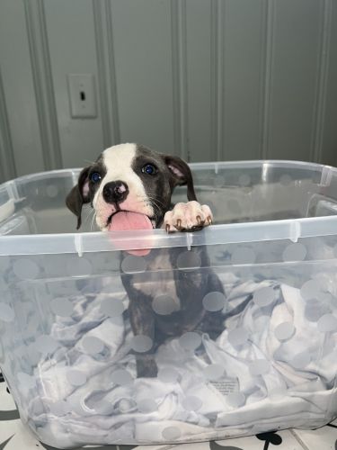 9 week-old pitbull puppies