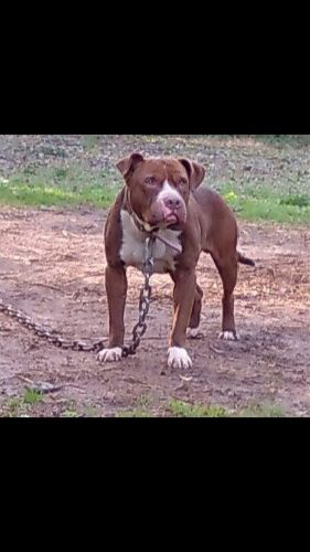 AWESOME REDNOSE PUPS FOR SALE