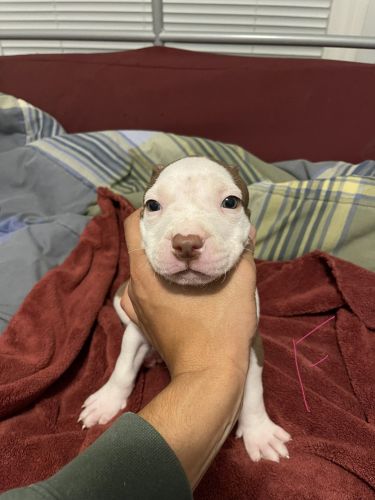 Pitbull puppies