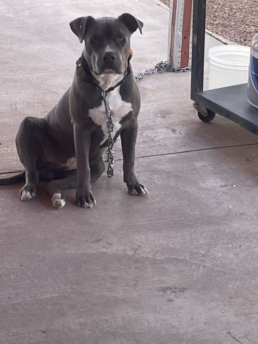 Blue Pitt bull pup