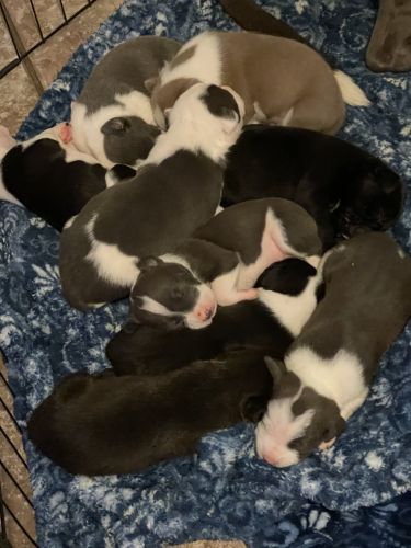 Pit bull puppies