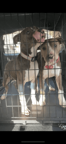 Six month male pitt bulls- razors