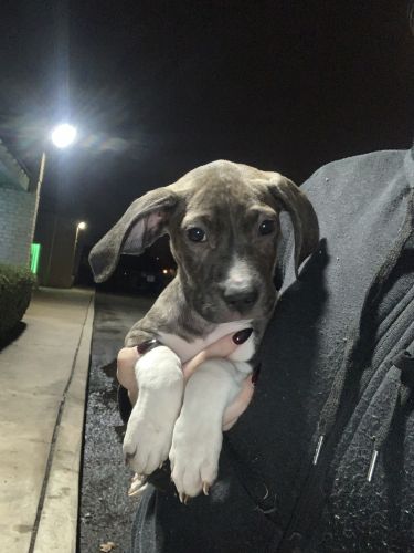 Pit/ boxer puppies for sale