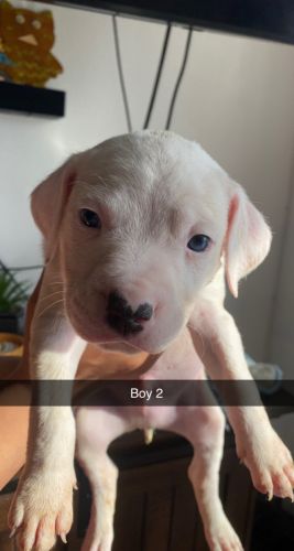 Pitbull Puppies for sale