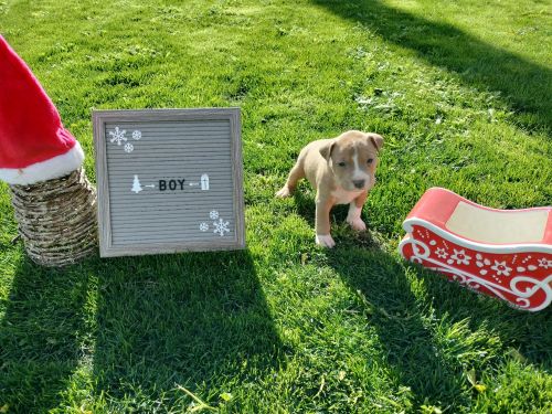 Puppy looking for a loving home