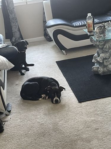 Dog for sell to a great home