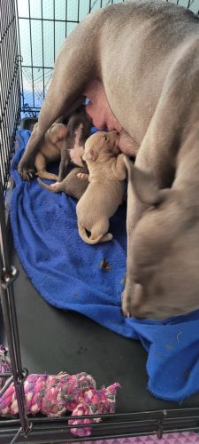 Bully pit puppies for sale