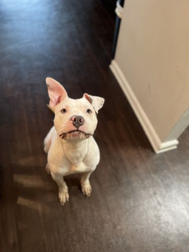 Pitbull looking for new home