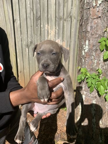 Pitbull and bully mix