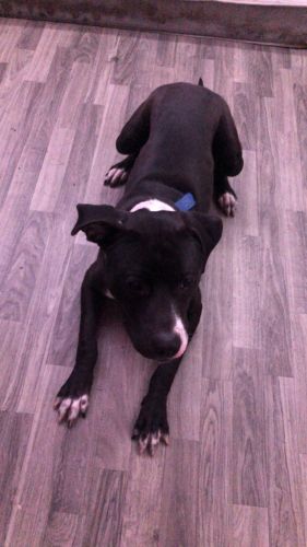 Watchdog bloodline pit bull mix wit lab