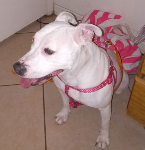 Free white pitbull