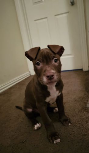 Looking for a nice home for this puppy!