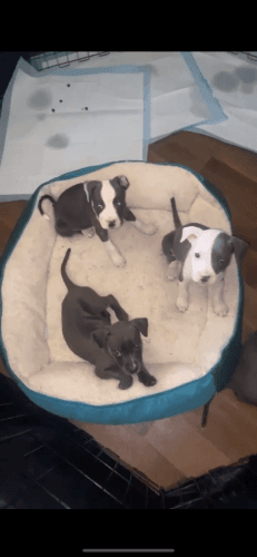 Pitbull puppies