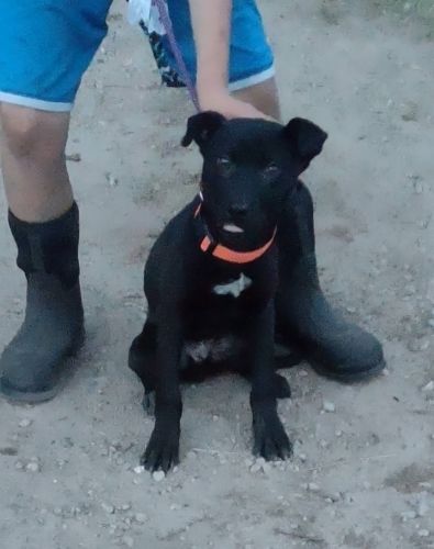 Healer x pitbull mix puppy looking for his forever home